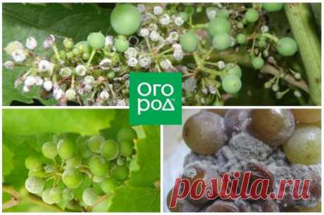 Уход за виноградом в августе: 4 самые важные процедуры | Виноград (Огород.ru)