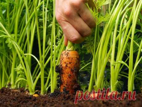 Как вырастить крупную и сладкую морковь 
Морковь – востребованная и любимая овощная культура на каждом дачном участке. Богатая микроэлементами, каротином, витаминами, веществами, которые повышают иммунитет и способствуют излечению многих не…