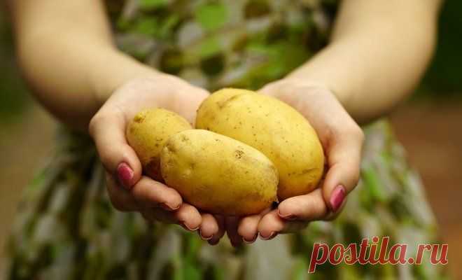 Домашняя косметика из картофеля – проверенные рецепты красоты - Садоводка
