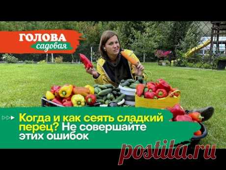 Голова садовая - Когда и как сеять сладкий перец? Не совершайте этих ошибок