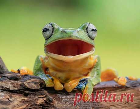 16 позитивных фотографий лягушек