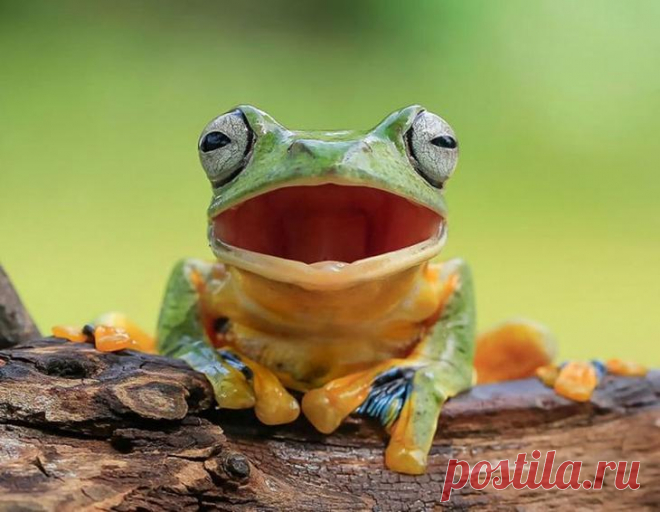 16 позитивных фотографий лягушек