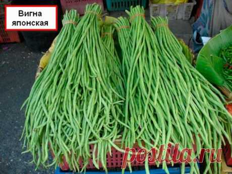 Чем хороша вигна