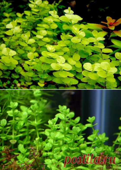 Якутка, вербейник, денежник, монетница (Lysimachia nummularia)-AKVARIYM - сайт об аквариумных рыбках и растениях