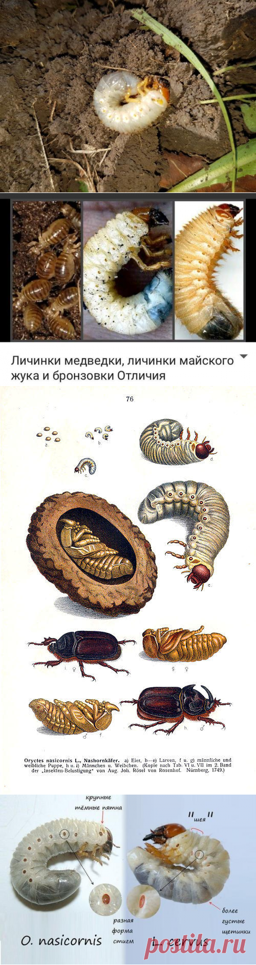 Медведка. Что вы о ней знаете? дачница Наташа Дзен