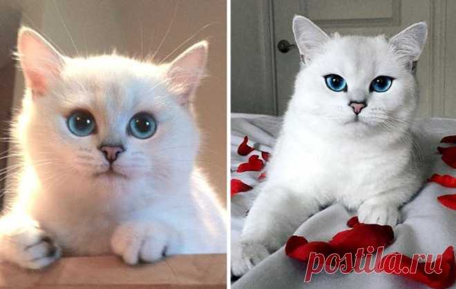 18 кошек, которые выросли и превратились из маленьких котят в величественных котяр