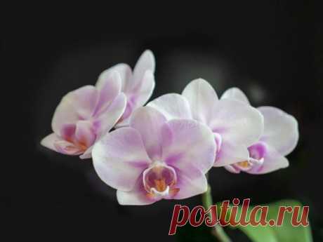 Орхидея фаленопсис Льюис Сакура: фото, уход