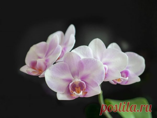 Орхидея фаленопсис Льюис Сакура: фото, уход