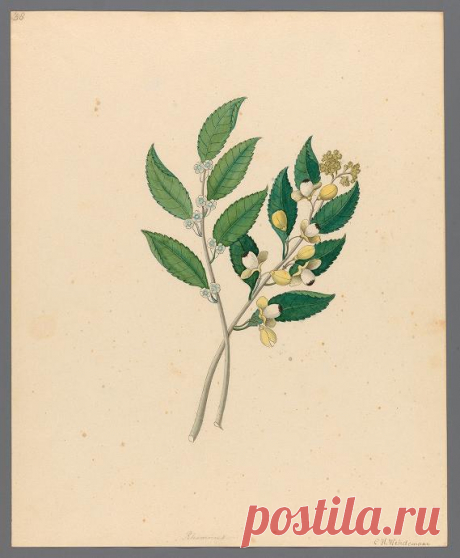 Drawings of plants collected at Cape Town : Wehdemann, Clemenz Heinrich, 1762-1835 : Free Download, Borrow, and Streaming : Internet Archive