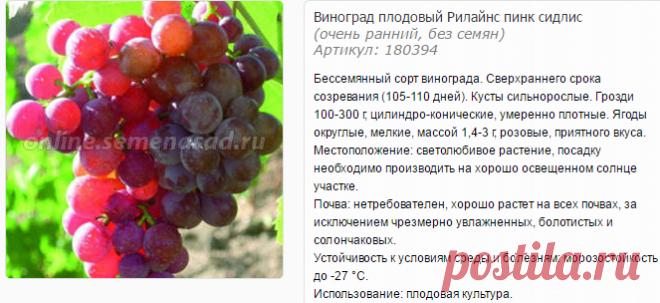 Саженцы винограда: Виноград кишмиш Эйнсет Сидлис