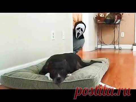 Смешные розыграши на собаками и... / Видео: Животные