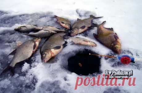 Правильное использование прикорма при зимней рыбалке / Богатая добыча