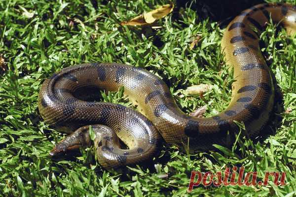 10 опасных змей в тропических лесах Амазонки