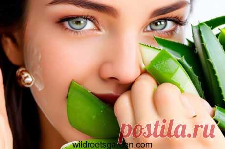 13+ Benefits of Aloe Vera for the Eyes Benefits of Aloe Vera for the Eyes. Aloe vera, commonly referred to as the "plant of immortality," has long been valued for its countless health advantages. This succulent plant is excellent for supporting eye health