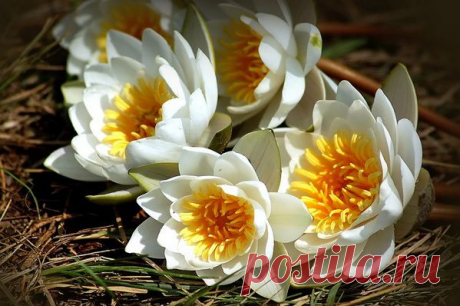 Кувшинки из одноразовых ложечек МК.