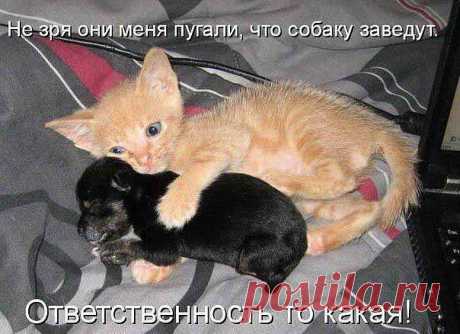 Без кота и жизнь не та ツ - Группы Мой Мир