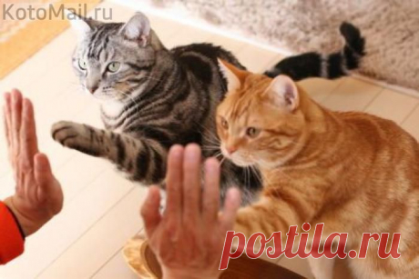 Дайте пять! | KotoMail.ru