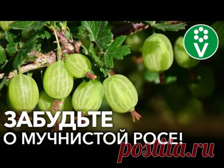 МУЧНИСТАЯ РОСА НА КРЫЖОВНИКЕ И СМОРОДИНЕ ИСЧЕЗНЕТ, если сделать так!