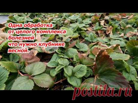 Ранневесенняя обработка клубники от всех болезней- когда, чем и как?