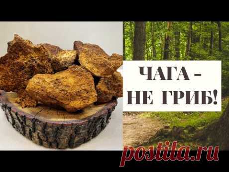 ЧАГА - ЭТО НЕ ГРИБ!!! СМОТРЕТЬ ПОЛНОСТЬЮ!!! (Познавательно!) Birch tinder fungus!