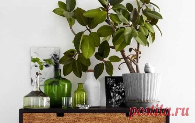 10 лучших быстрорастущих комнатных растений. Список с фото — Ботаничка.ru