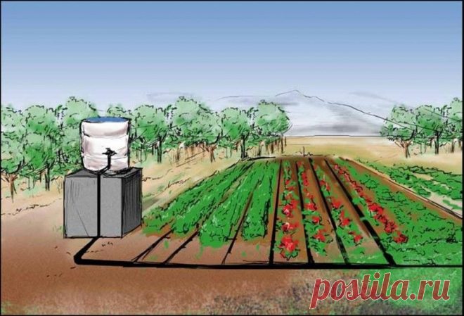 Как сделать систему капельного полива для огорода — Мой дом