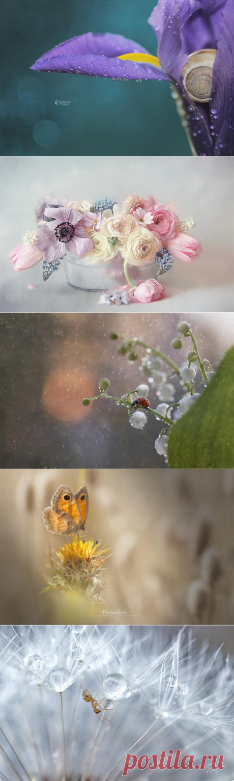 20 самых популярных макрофотографий на 500px в этом году
