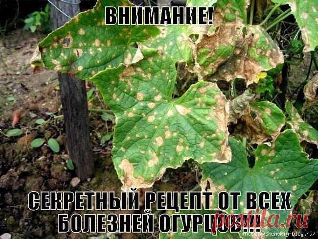 СЕКРЕТНЫЙ РЕЦЕПТ ОТ ВСЕХ БОЛЕЗНЕЙ ОГУРЦОВ!!!.