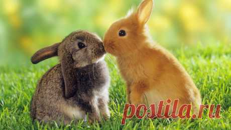 Wallpapers Baby Animals (46 Wallpapers) – Adorable Wallpapers