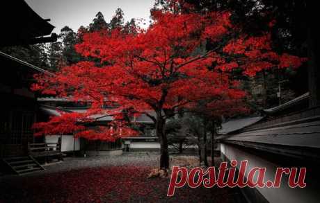 Обои япония, двор, дом, дерево, осень картинки на рабочий стол, раздел пейзажи - скачать