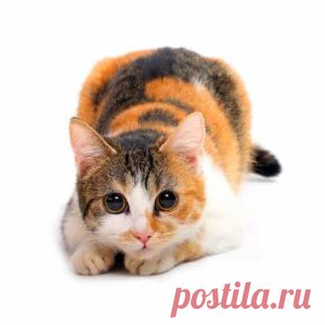 Трехцветные кошки – трехцветное счастье