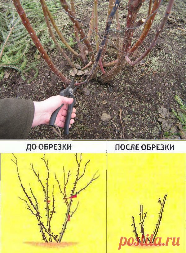Как обрезать розы осенью на зиму фото Обрезка роз осенью: как и когда это сделать правильно, чтобы розы пышн � сад Пос
