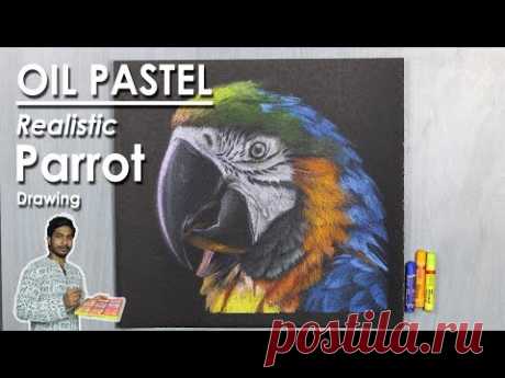 How to Draw A Realistic Parrot Bird Face in Oil Pastel | step by step | Supriyo