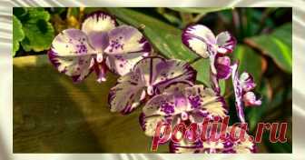 9 правил, с которыми ваши орхидеи будут цвести постоянно! Глядя на цветущую орхидею, многие цветоводы даже не задумываются, покупать это необыкновенное растение или нет. Конечно, покупать! Вот только будет ли оно так же хорошо цвести и дома? Все знают, …