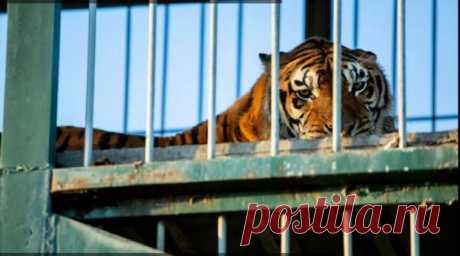 Свобода после 15 лет заключения: зоозащитники спасли из неволи четырех тигров