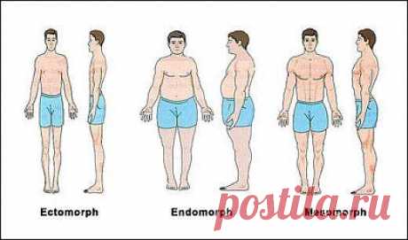 ТИПЫ ТЕЛОСЛОЖЕНИЯ МУЖЧИН 
 Мужчины имеют следующие типы телосложения:
 Эктоморф – туловище короткое, длинные руки и ноги, длинные и узкие ступни и ладони. Жировых отложений почти нет; узкая грудь, лечи; мышцы, в основном, тонкие и удлиненные.
 Мезоморф – широкая грудь; длинное туловище; мышечная структура сбитая, плотная, мышечная сила очень большая.
 Эндоморф – мышцы мягкие, округлое лицо, коротенькая шея, широкие бедра, большое количество жира