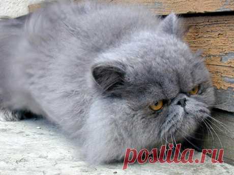 Голубой перс-экстремал фото обои, персидские кошки фото обои, фото котят, фотообои кошек, фотографии кошек котята, домашние животные