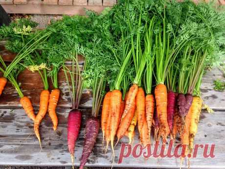 Как правильно хранить морковь - Журнал полезных советов
