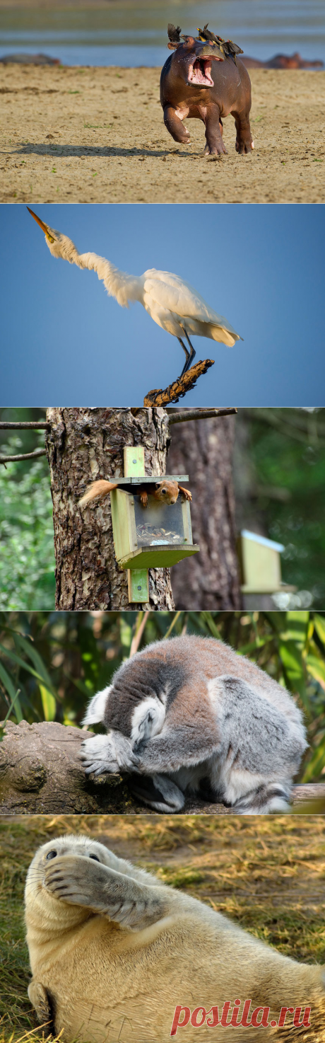 Comedy Wildlife Photography Awards 2015: лучшие снимки самого забавного фотоконкурса в мире » ОКО ПЛАНЕТЫ информационно-аналитический портал