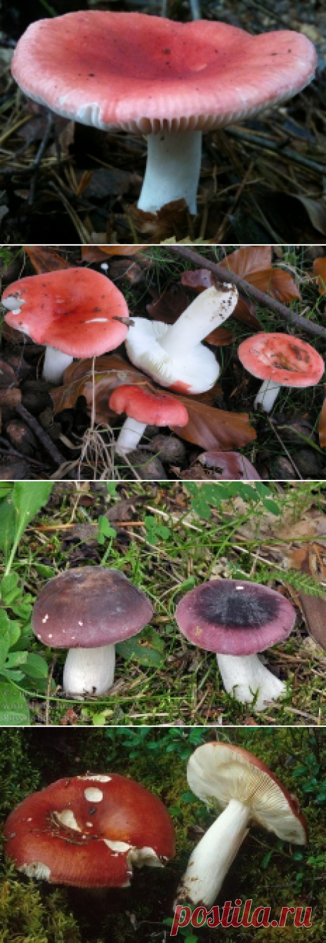 Сыроежка Мэйра (Russula mairei) | Энциклопедия грибов