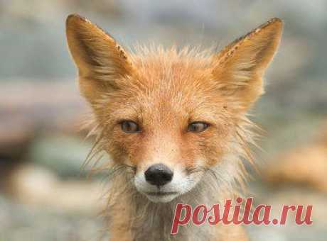 Друзья! Выставка &quot;Дикая природа России 2013&quot; скоро покинет город Владивосток. Осталась всего неделя! Кто не успел посетить - обязательно сделайте это! Ведь не факт, что выставка такого уровня ещё раз приедет к нам.




•••в продолжении ещё фото