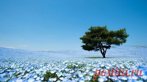 Несколько миллионов цветов немофилы в японском парке Хитачи-Сисайд - Путешествуем вместе