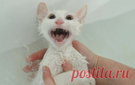 Вода из-за котов совсем оробела и даже боится нос высунуть из крана (+ 10 смешных фото)  😄
Просматривайте этот и другие пины на доске Картинки пользователя Elena.
Теги
Вода из-за кошек совсем оробела: 10 забавных фото котов, которые не дают ей спокойно жить (Фото) - Новости на KP.UA
Просматривайте этот и другие пины на доске Животные пользователя Ekaterina.
Теги
Что говорят другие
Cats are amazing creatures because they make us laugh all the time!
Watching funny cats is the hardest try not to …