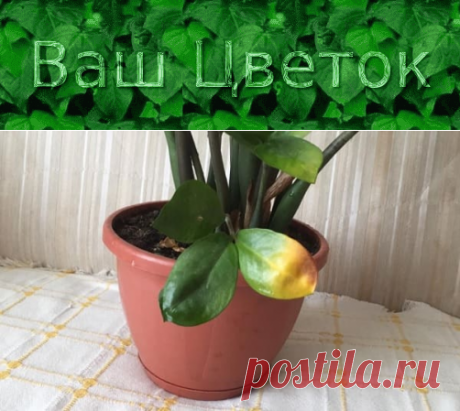 У замиокулькаса желтеют листья – причины, что делать, как спасти долларовое дерево