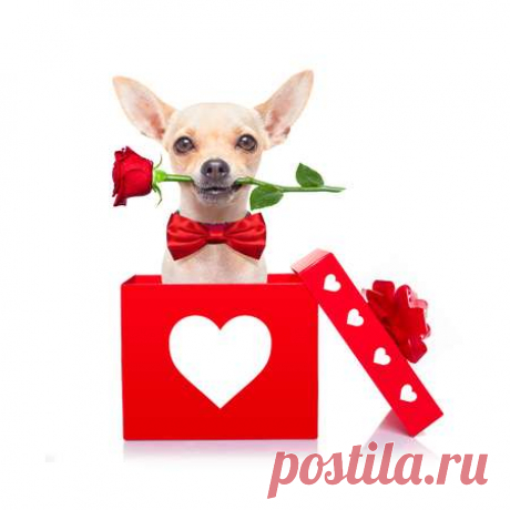 chihuahua dog in love for happy valentines day with petals and rose flower in  mouth , isaolated on white background 123RF - Des millions de photos, vecteurs, vidéos et  fichiers musicaux créatifs pour votre inspiration et vos projets.