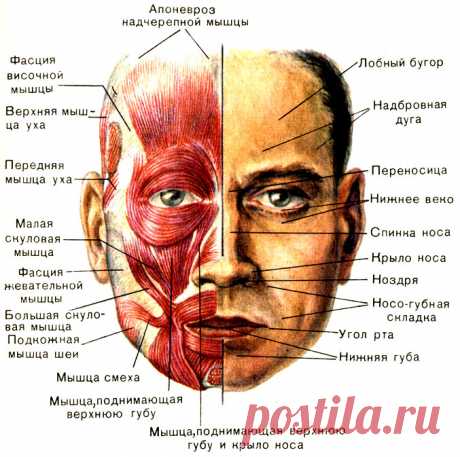 30. Мышцы головы: жевательные и мимические - их особенности и функции [2012 - - Анатомия и физиология человека]