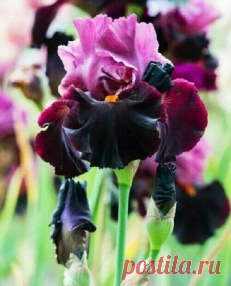 Details about 2 Iris Bearded Unique Bulb Stunning Black And Pink Flowers Bonsai Decor Top Well Iris Flowers, Iris, Iris garden в Яндекс.Коллекциях