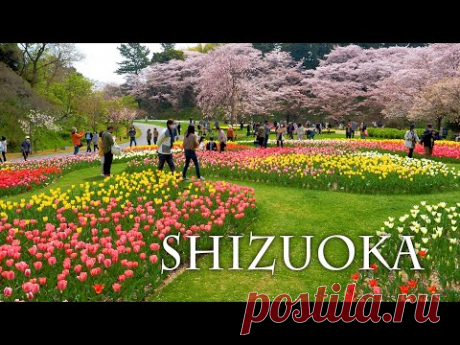 【Cherry blossoms】Tulips and Double-flowered cherry trees follow suit in Shizuoka. チューリップと八重桜の共演 #4K