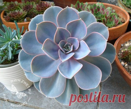 щуебепхъ (ECHEVERIA)