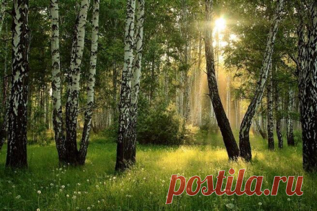 Красоты России (#609) - Хандусенко — КОНТ Берёзы, русские берёзы...
    
        

    
        

    
        

    
        

    
        

    
        

    
        

    
        

    
        

    
        

    
        

    
     | Красоты России (#609) |Автор Хандусенко. Больше статей автора читать на сайте.